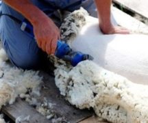  Машина за стригане на овце