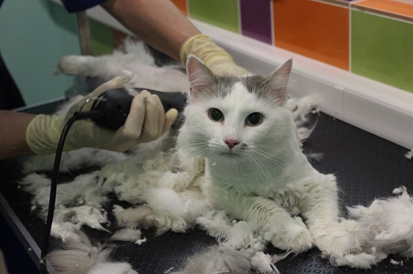 Козметика за котки