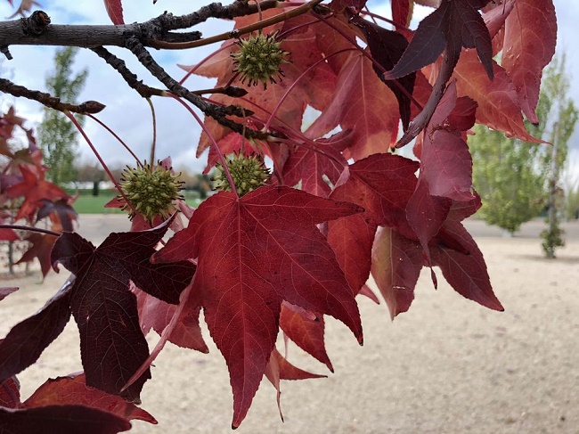  Снимка iPhone-X