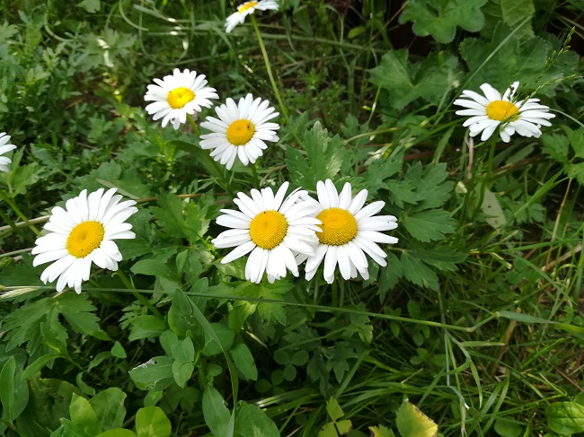  Снимка по дни