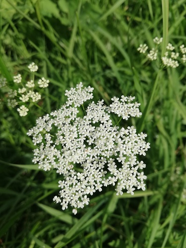  Извадка от фотоапарата