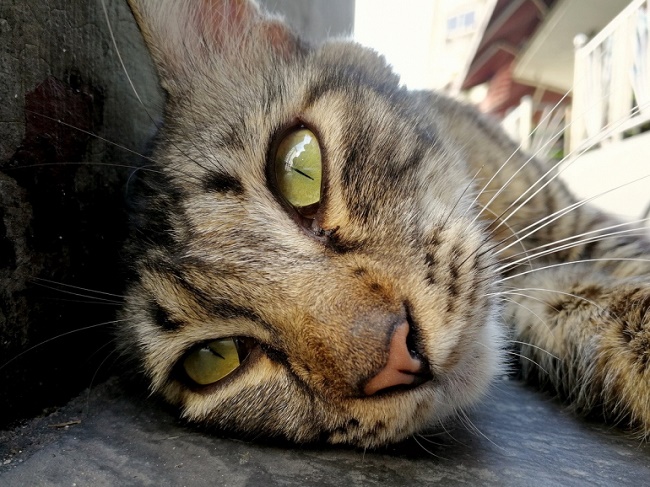  Примерна снимка