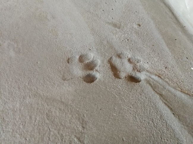  Примерна снимка - Макро