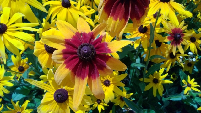  Макро заснемане